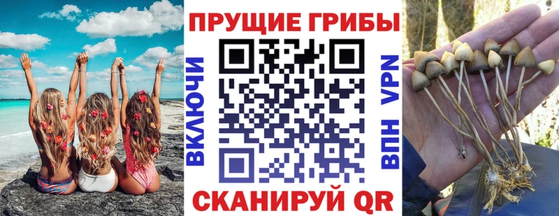 Купить закладки  Палласовка  Псилоцибиновые грибы ЛСД 